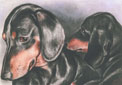 portrait-hund-dackel
